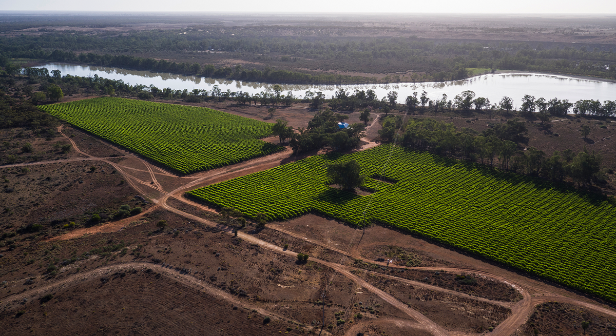 Aerial view of the Byrne vineyard blocks beside the Murray River wetlands