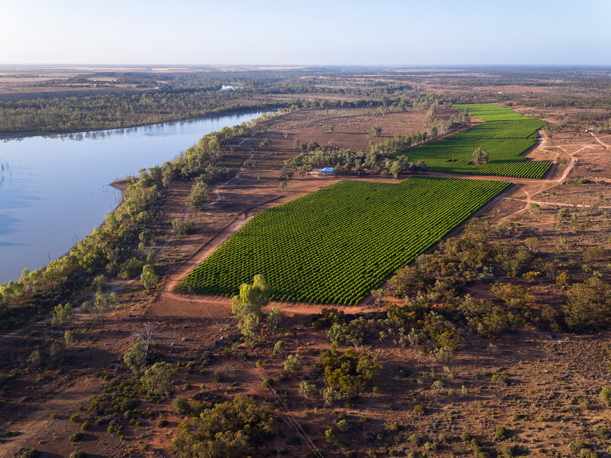 Aerial view of a vineyard block on a bend of the Murray River