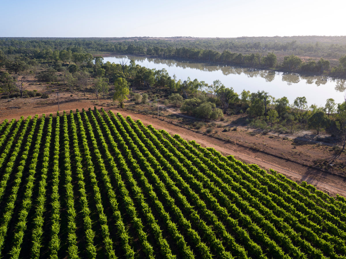 Aerial view of vineyard rows beside the Murray River