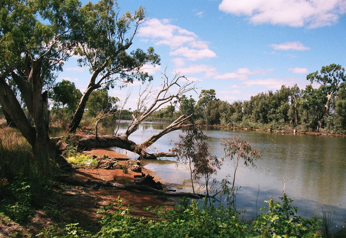 View across the wetlands, with gum trees leaning over the water
