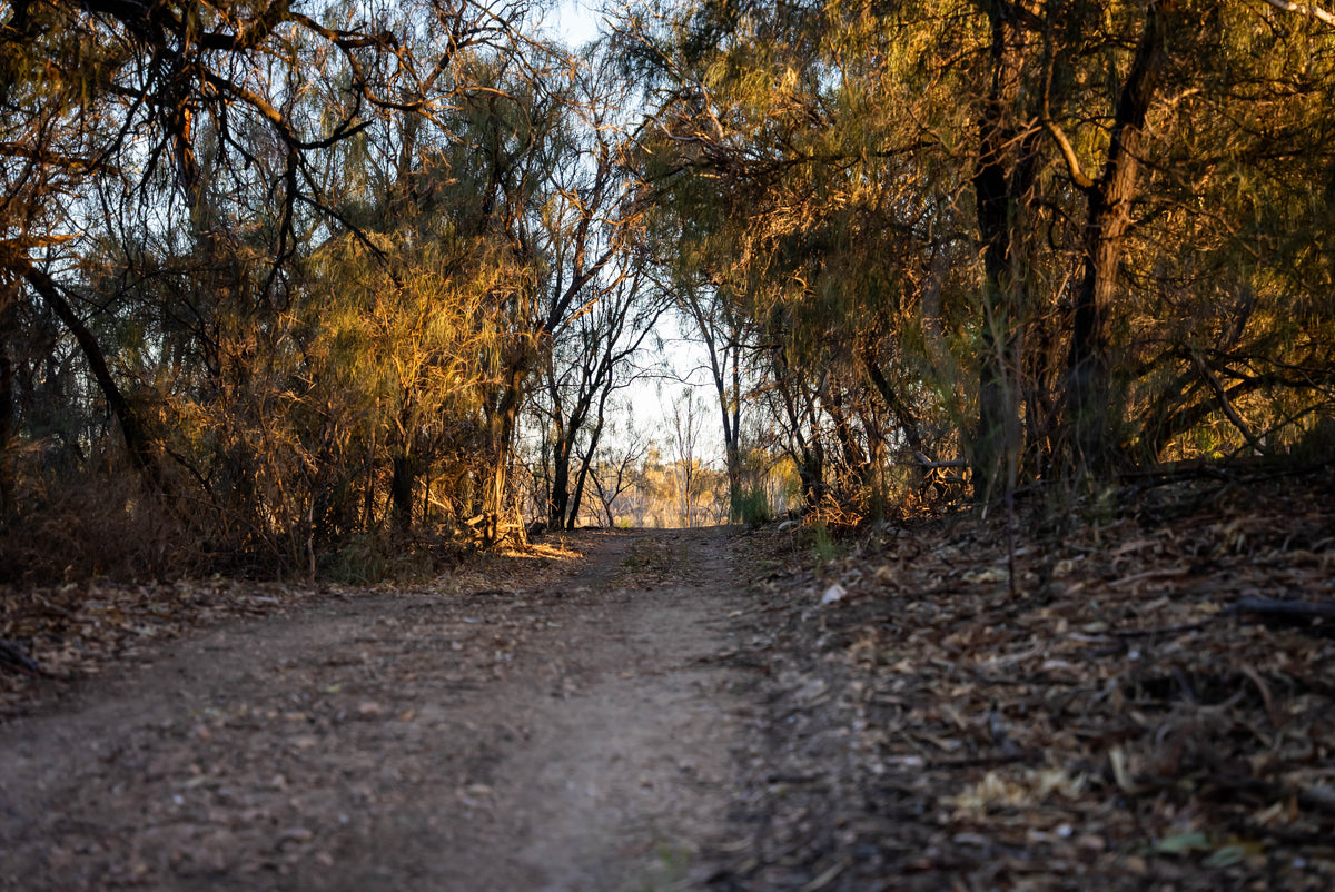 A dirt track through bushland in the golden evening light