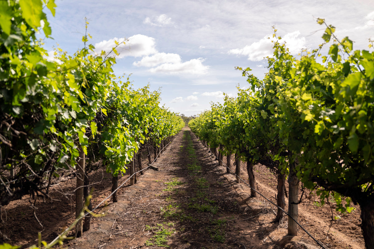 Rows of grapevines stretching toward the horizon under a partly cloudy sky